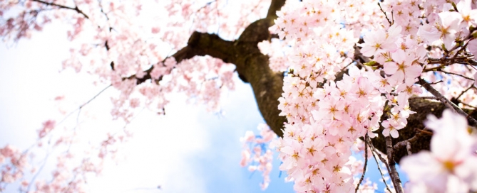 cherry-blossom-tree