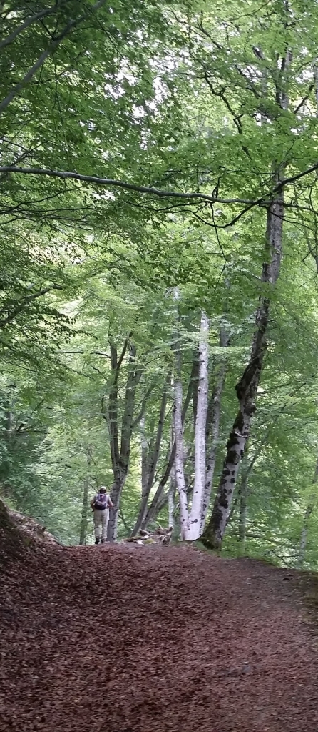 camino